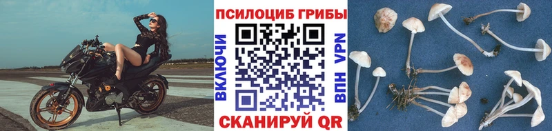 купить наркотики сайты  Белинский  Галлюциногенные грибы Cubensis 